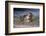 California, La Jolla. Baby Harbor Seal on Beach-Jaynes Gallery-Framed Photographic Print