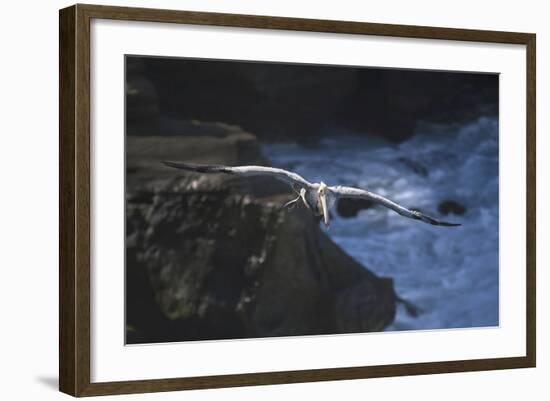 California, La Jolla. Brown Pelican Flying-Jaynes Gallery-Framed Photographic Print