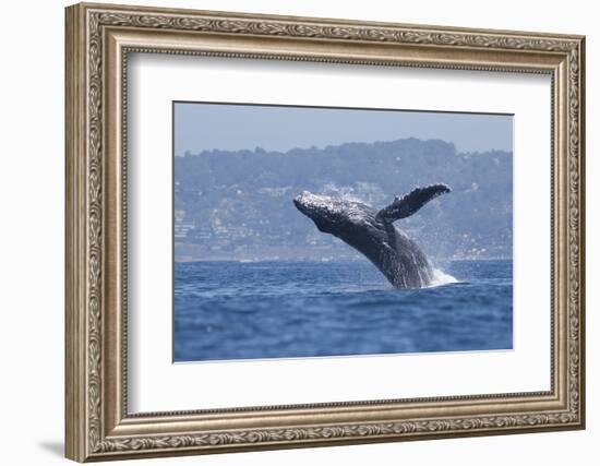 California, La Jolla. Humpback Whale Breaching-Jaynes Gallery-Framed Photographic Print