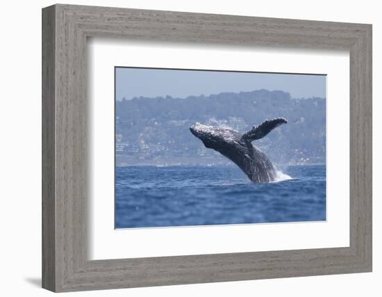 California, La Jolla. Humpback Whale Breaching-Jaynes Gallery-Framed Photographic Print