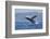 California, La Jolla. Humpback Whale Breaching-Jaynes Gallery-Framed Photographic Print