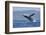 California, La Jolla. Humpback Whale Breaching-Jaynes Gallery-Framed Photographic Print