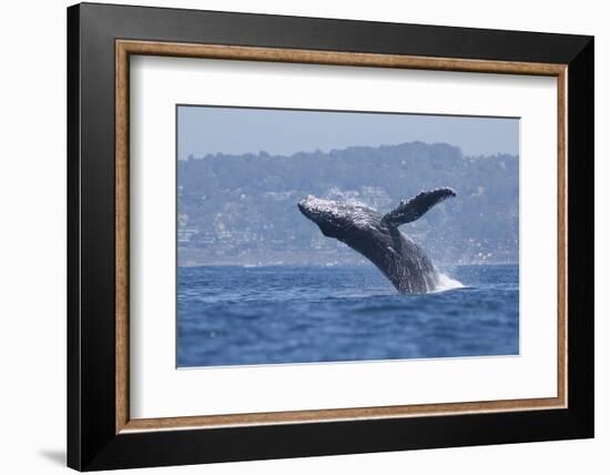 California, La Jolla. Humpback Whale Breaching-Jaynes Gallery-Framed Photographic Print