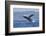 California, La Jolla. Humpback Whale Breaching-Jaynes Gallery-Framed Photographic Print