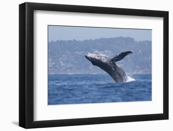 California, La Jolla. Humpback Whale Breaching-Jaynes Gallery-Framed Photographic Print