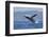 California, La Jolla. Humpback Whale Breaching-Jaynes Gallery-Framed Photographic Print