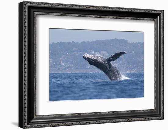 California, La Jolla. Humpback Whale Breaching-Jaynes Gallery-Framed Photographic Print