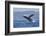 California, La Jolla. Humpback Whale Breaching-Jaynes Gallery-Framed Photographic Print