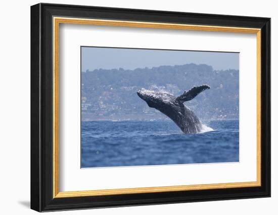 California, La Jolla. Humpback Whale Breaching-Jaynes Gallery-Framed Photographic Print