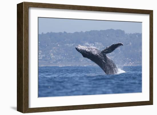 California, La Jolla. Humpback Whale Breaching-Jaynes Gallery-Framed Photographic Print