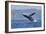 California, La Jolla. Humpback Whale Breaching-Jaynes Gallery-Framed Photographic Print