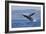 California, La Jolla. Humpback Whale Breaching-Jaynes Gallery-Framed Photographic Print