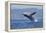 California, La Jolla. Humpback Whale Breaching-Jaynes Gallery-Framed Premier Image Canvas