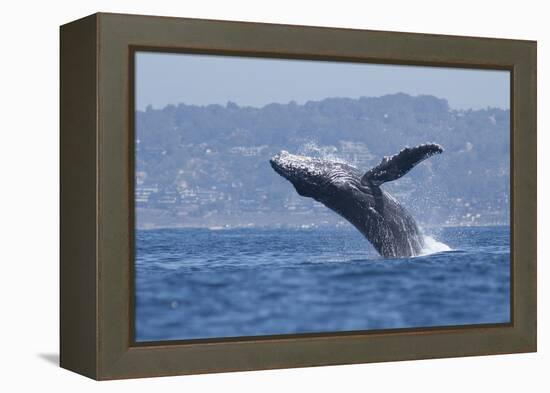 California, La Jolla. Humpback Whale Breaching-Jaynes Gallery-Framed Premier Image Canvas