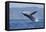 California, La Jolla. Humpback Whale Breaching-Jaynes Gallery-Framed Premier Image Canvas