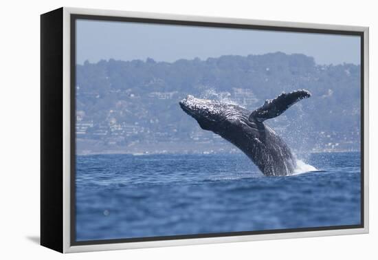 California, La Jolla. Humpback Whale Breaching-Jaynes Gallery-Framed Premier Image Canvas