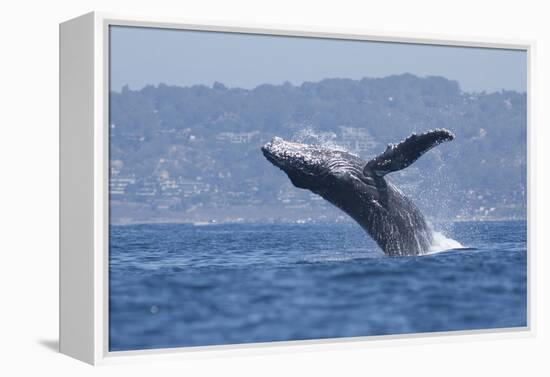 California, La Jolla. Humpback Whale Breaching-Jaynes Gallery-Framed Premier Image Canvas
