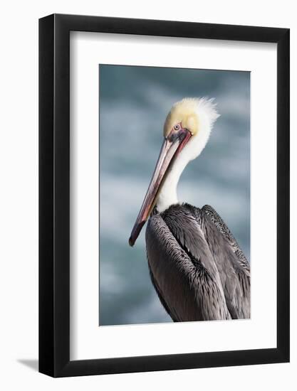 California, La Jolla. Young Brown Pelican Portrait-Jaynes Gallery-Framed Photographic Print