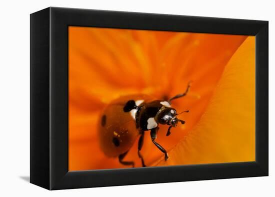 California. Ladybug on a Poppy-Jaynes Gallery-Framed Premier Image Canvas