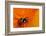 California. Ladybug on a Poppy-Jaynes Gallery-Framed Photographic Print