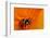 California. Ladybug on a Poppy-Jaynes Gallery-Framed Photographic Print