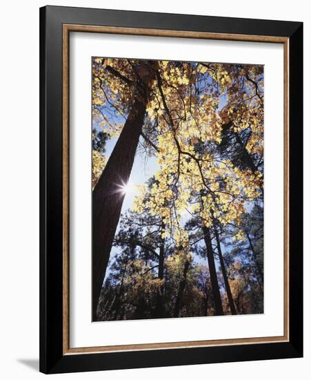 California, Laguna Mountains, Cleveland Nf, California Black Oak Tree-Christopher Talbot Frank-Framed Photographic Print