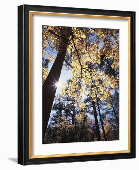 California, Laguna Mountains, Cleveland Nf, California Black Oak Tree-Christopher Talbot Frank-Framed Photographic Print