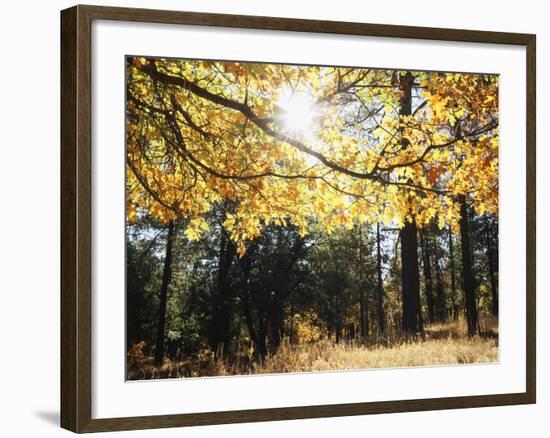 California, Laguna Mountains, Cleveland Nf, California Black Oak Tree-Christopher Talbot Frank-Framed Photographic Print