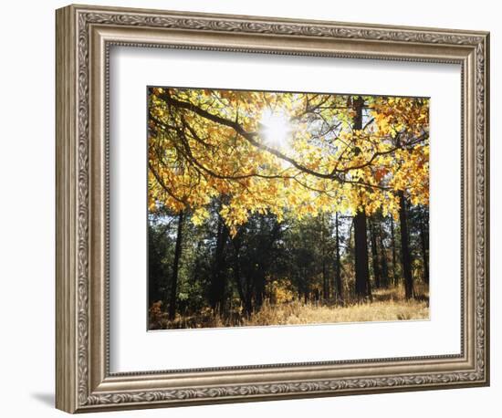 California, Laguna Mountains, Cleveland Nf, California Black Oak Tree-Christopher Talbot Frank-Framed Photographic Print