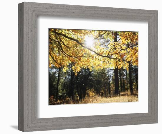 California, Laguna Mountains, Cleveland Nf, California Black Oak Tree-Christopher Talbot Frank-Framed Photographic Print