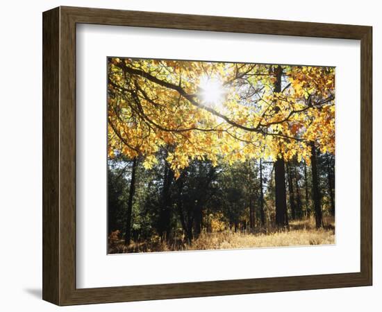 California, Laguna Mountains, Cleveland Nf, California Black Oak Tree-Christopher Talbot Frank-Framed Photographic Print