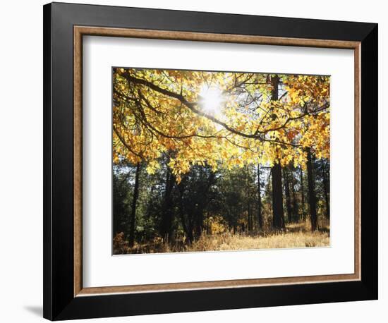 California, Laguna Mountains, Cleveland Nf, California Black Oak Tree-Christopher Talbot Frank-Framed Photographic Print