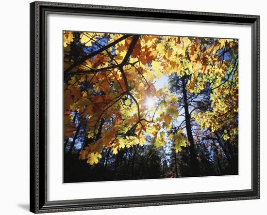 California, Laguna Mts, Cleveland Nf, California Black Oak Tree-Christopher Talbot Frank-Framed Photographic Print