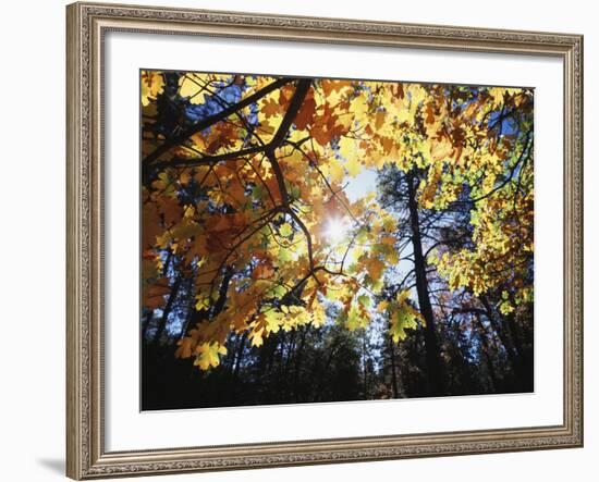 California, Laguna Mts, Cleveland Nf, California Black Oak Tree-Christopher Talbot Frank-Framed Photographic Print