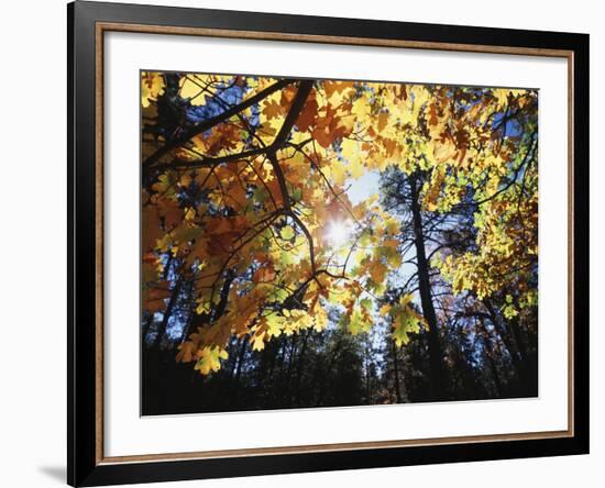 California, Laguna Mts, Cleveland Nf, California Black Oak Tree-Christopher Talbot Frank-Framed Photographic Print