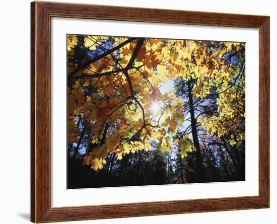 California, Laguna Mts, Cleveland Nf, California Black Oak Tree-Christopher Talbot Frank-Framed Photographic Print