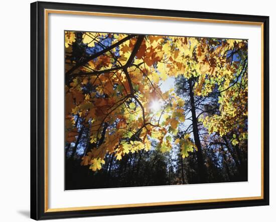 California, Laguna Mts, Cleveland Nf, California Black Oak Tree-Christopher Talbot Frank-Framed Photographic Print