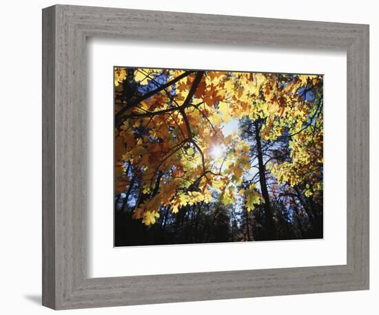 California, Laguna Mts, Cleveland Nf, California Black Oak Tree-Christopher Talbot Frank-Framed Photographic Print