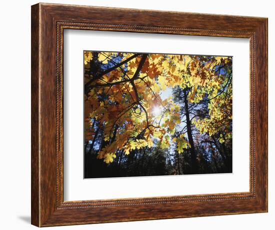 California, Laguna Mts, Cleveland Nf, California Black Oak Tree-Christopher Talbot Frank-Framed Photographic Print