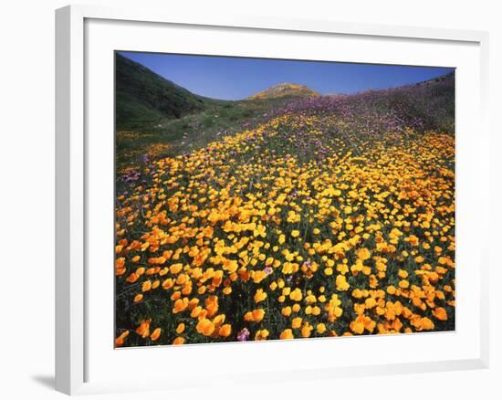 California, Lake Elsinore, California Poppys Cover the Hillside-Christopher Talbot Frank-Framed Photographic Print