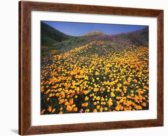 California, Lake Elsinore, California Poppys Cover the Hillside-Christopher Talbot Frank-Framed Photographic Print