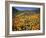 California, Lake Elsinore, California Poppys Cover the Hillside-Christopher Talbot Frank-Framed Photographic Print