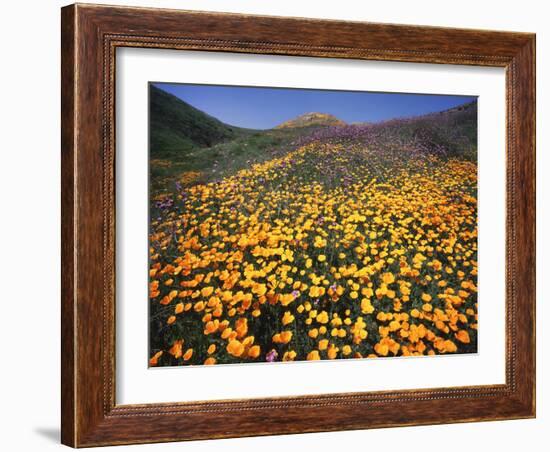 California, Lake Elsinore, California Poppys Cover the Hillside-Christopher Talbot Frank-Framed Photographic Print