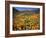 California, Lake Elsinore, California Poppys Cover the Hillside-Christopher Talbot Frank-Framed Photographic Print