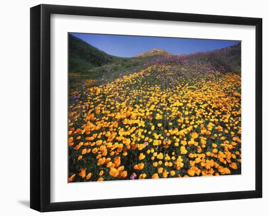 California, Lake Elsinore, California Poppys Cover the Hillside-Christopher Talbot Frank-Framed Photographic Print