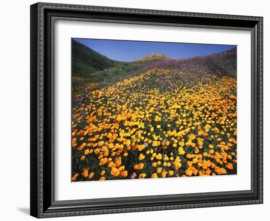 California, Lake Elsinore, California Poppys Cover the Hillside-Christopher Talbot Frank-Framed Photographic Print