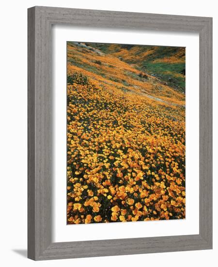 California, Lake Elsinore, California Poppys Cover the Hillside-Christopher Talbot Frank-Framed Photographic Print