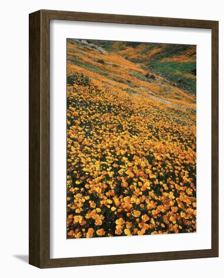 California, Lake Elsinore, California Poppys Cover the Hillside-Christopher Talbot Frank-Framed Photographic Print