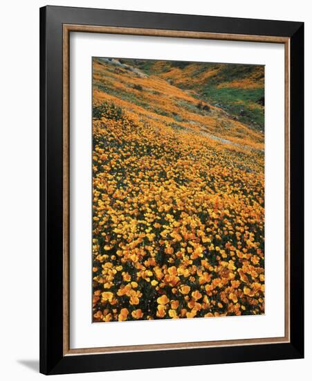 California, Lake Elsinore, California Poppys Cover the Hillside-Christopher Talbot Frank-Framed Photographic Print