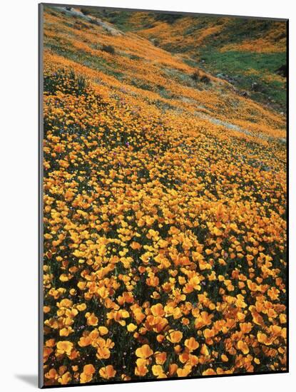 California, Lake Elsinore, California Poppys Cover the Hillside-Christopher Talbot Frank-Mounted Photographic Print